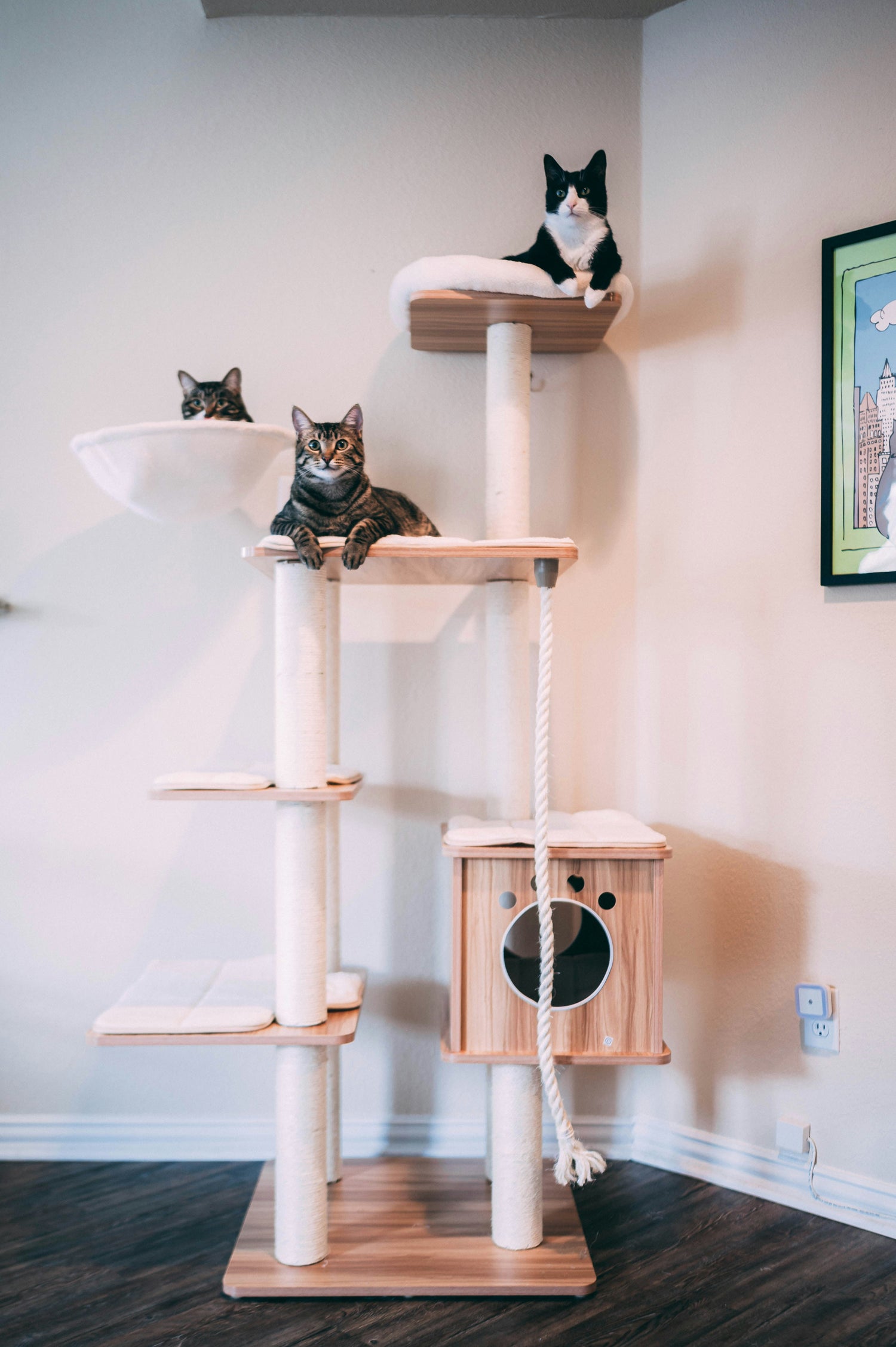 Cat Trees & Wall Shelves